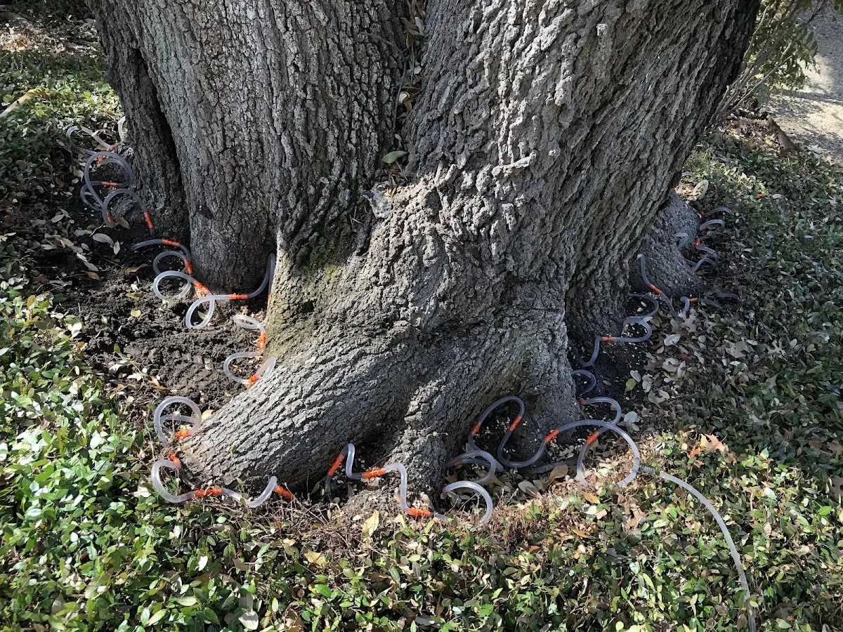 Detailed Tree Cabling and Bracing job site in College Park