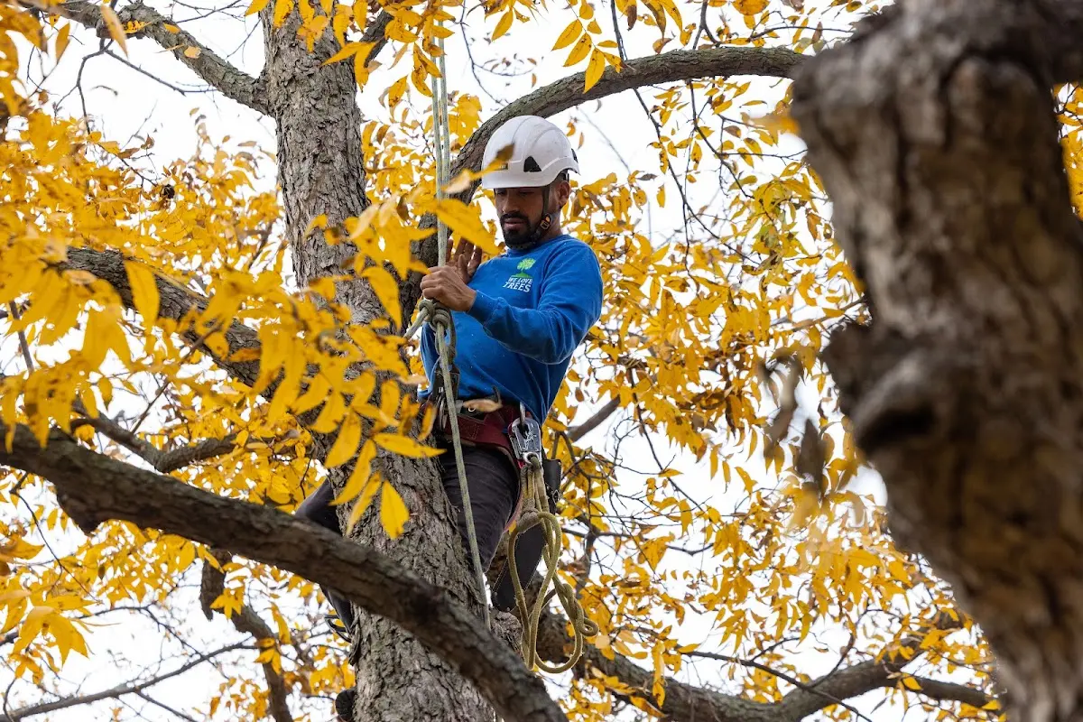 Skilled Tree Pruning crew working in College Park